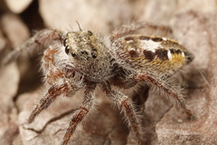 Phidippus insignarius