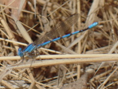 Argia agrioides