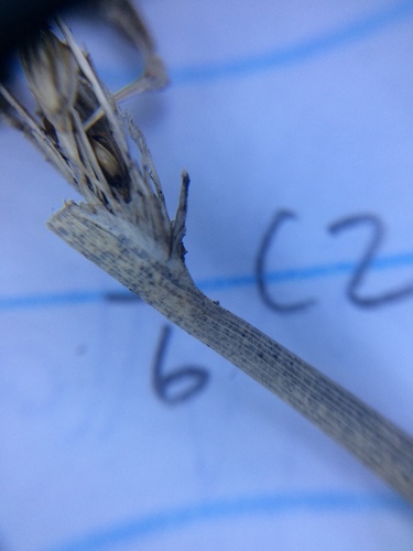 Image of Juncus pylaei by no rights reserved