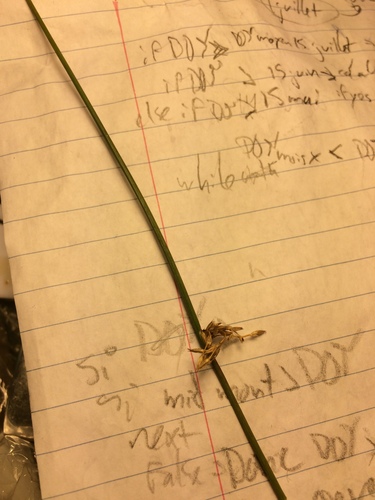 Image of Juncus pylaei by no rights reserved