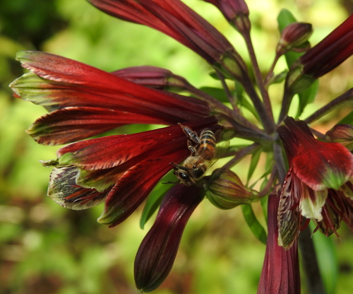 Alstroemeria image