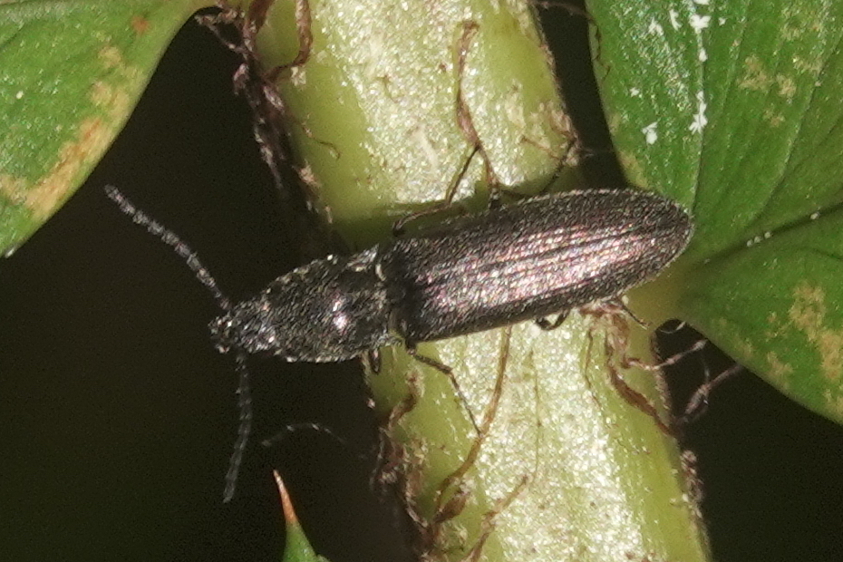 Sylvanelater furtivus