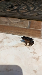 Leptodactylus melanonotus