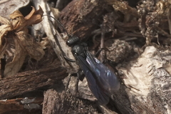 Priocnemis oregona