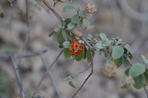 Woolly butterflybush (Buddleja marrubiifolia)