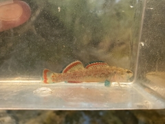 Etheostoma artesiae
