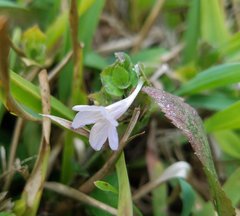 Ruellia blechum