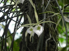 Brassavola tuberculata