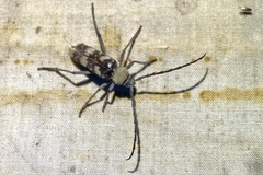 Megacyllene antennata