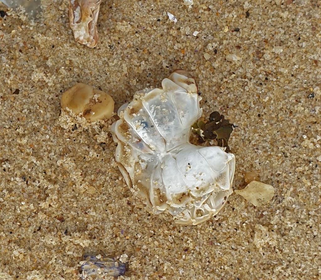 Surf Crab from Sydney NSW, Australia on April 28, 2021 at 1041 AM by kalimata · iNaturalist