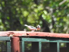 Motacilla clara