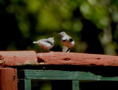 Motacilla clara