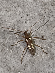 Eburia quadrimaculata