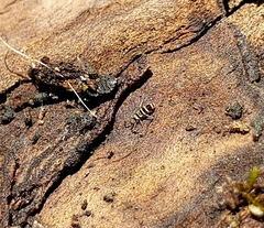 Orchesella hexfasciata