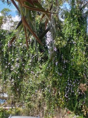 Podranea ricasoliana