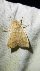 Pyreferra citrombra