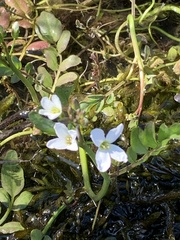 Cardamine penduliflora