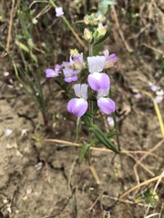 Collinsia concolor