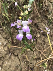 Collinsia concolor