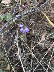 Collinsia concolor