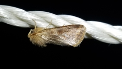 Orthosia rubescens