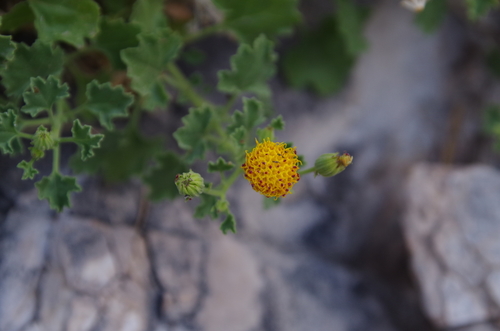 Image of Laphamia aglossa by (c) Eric Knight, some rights reserved (CC BY)