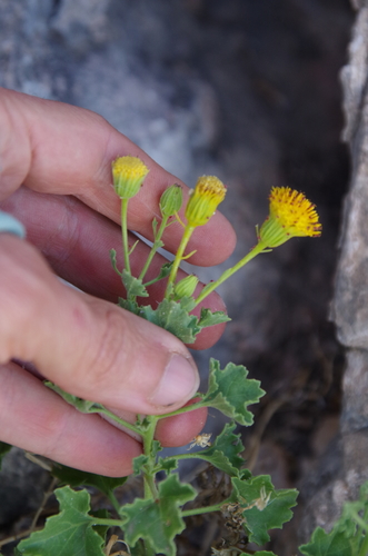 Bluff Rockdaisy (Laphamia aglossa)