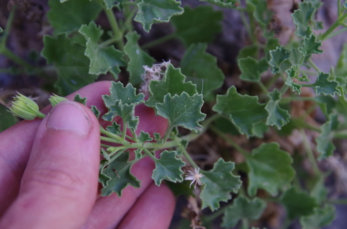Image of Laphamia aglossa by (c) Eric Knight, some rights reserved (CC BY)
