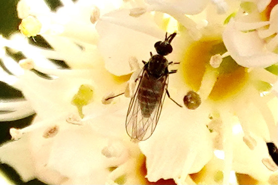 Apolysis sigma
