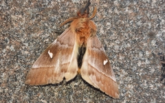 Ormiscodes cinnamomea