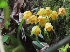 Lycaste consobrina