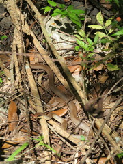 Coluber constrictor latrunculus