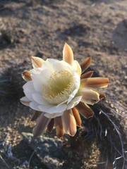 Haageocereus decumbens