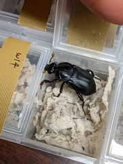 Nicrophorus concolor