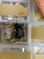 Nicrophorus concolor