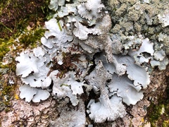 Parmotrema crinitum