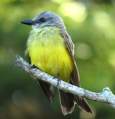 Tyrannus melancholicus