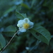 Camellia sinensis assamica - Photo (c) greenlapwing, some rights reserved (CC BY-ND)