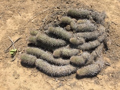 Haageocereus decumbens