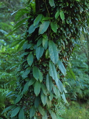 Hydrangea viburnoides