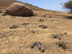 Haageocereus decumbens