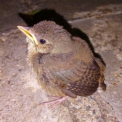 Troglodytes aedon