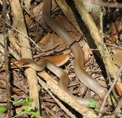 Coluber constrictor latrunculus