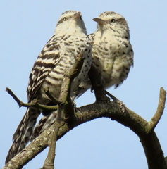 Campylorhynchus nuchalis