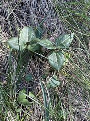 Pseudotrillium rivale