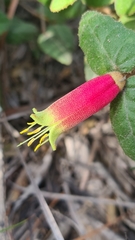 Correa reflexa speciosa