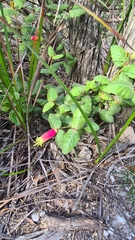 Correa reflexa speciosa