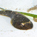 Northern Clingfish - Photo (c) Don Loarie, some rights reserved (CC BY)