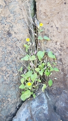 Erythranthe geniculata