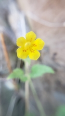 Erythranthe geniculata